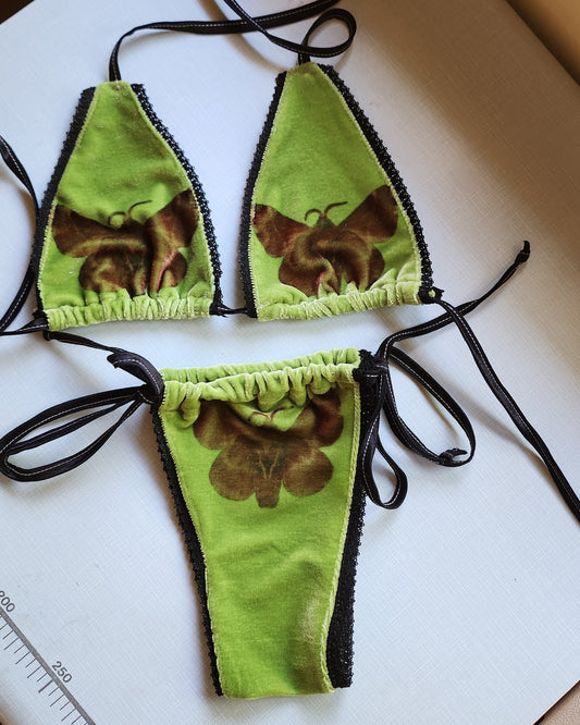 Moth sample